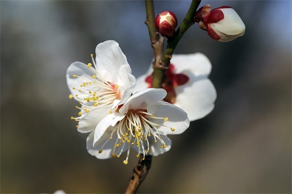男招奴是什么，男招奴是如何运作的？