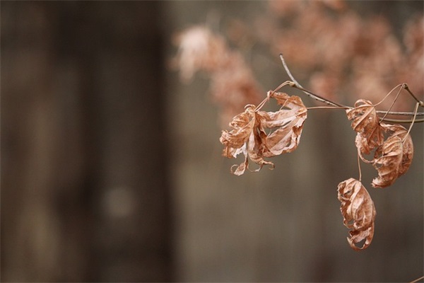 什么茶能养生？