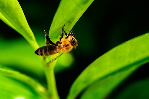 三角肌是什么？它的作用及如何训练？