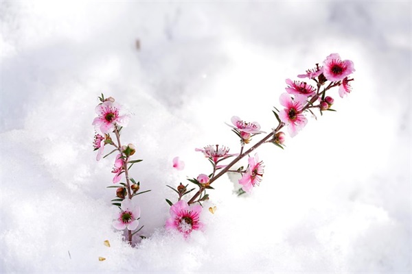 晓雪博客是什么？为什么它备受欢迎？