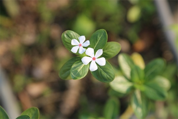 荞麦速食面是什么？如何制作？