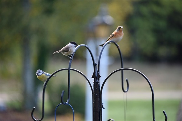 墨鱼汁是什么？如何 *** ？有哪些用途？