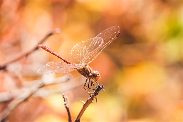 请问黄酒，加饭酒，花雕酒有什么区别吗