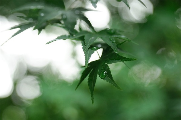 牛肝菌的起源是什么？