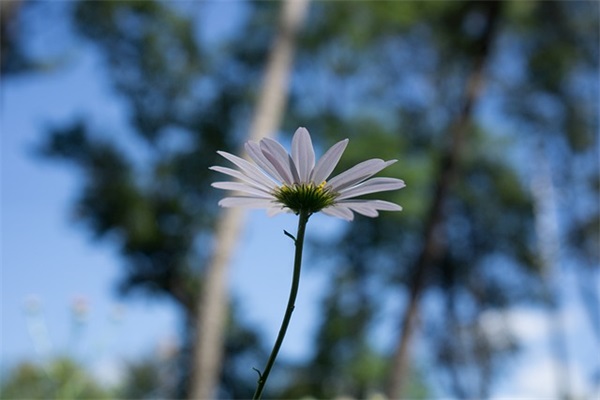 什么是动物吉利？