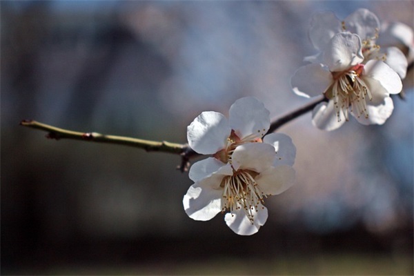 请问喝什么能排毒养颜？