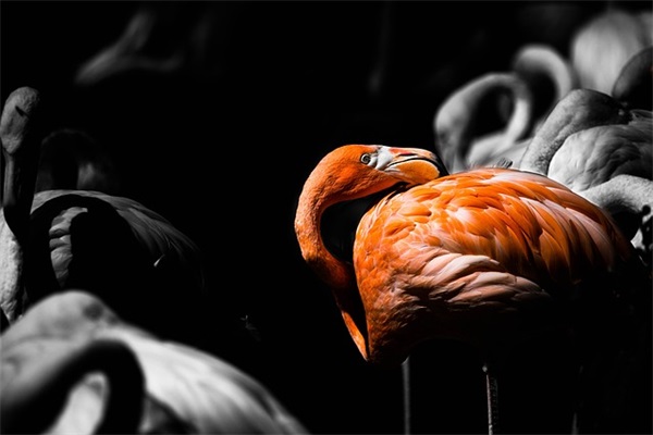 卡盟中的肉鸡钻和永久钻有什么区别？