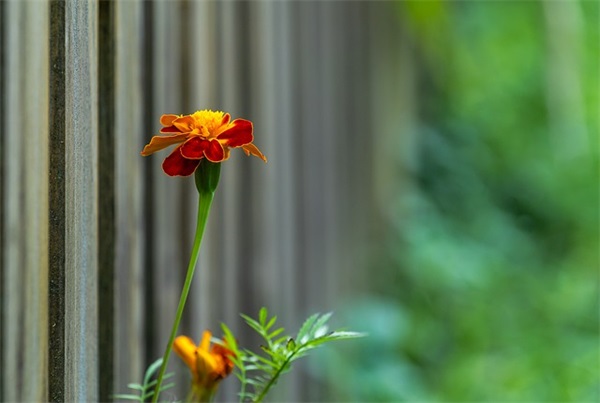 西安新车上牌流程是什么？