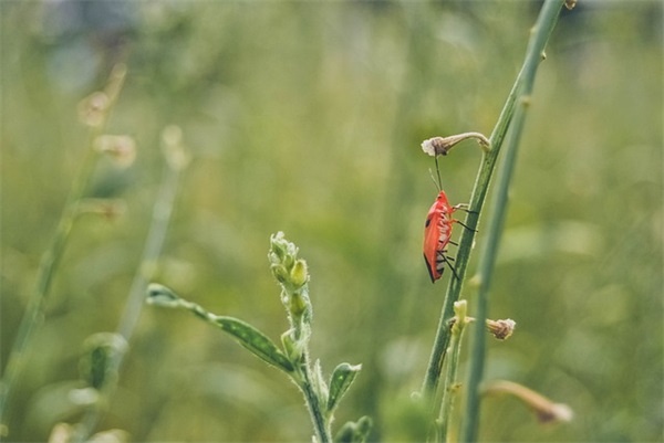白菜有什么药用价值？