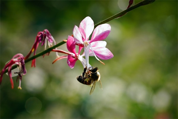 糙米有什么样的介绍？