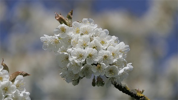 南昌的车市在什么地方啊？？里汽车站远吗？我是宁都的，二手车市是不是也在这里？