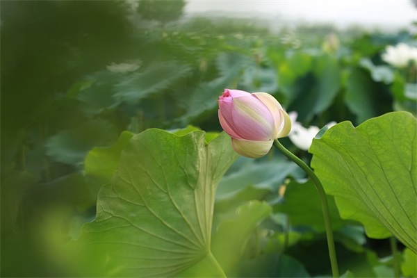 用微波炉热牛奶的方法是什么？