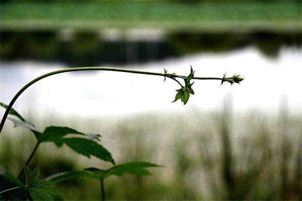 615油碟和446油碟有什么区？