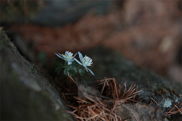 明星官宣什么意思