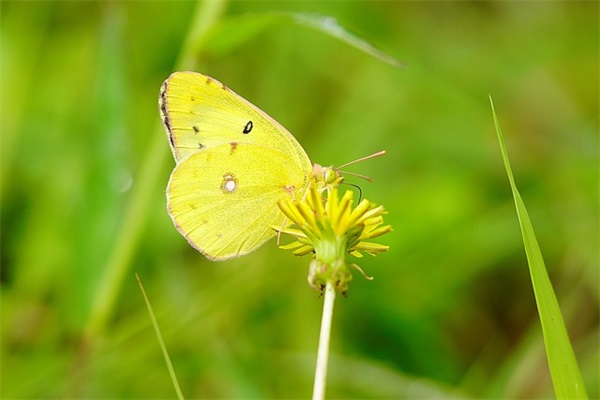 在什么地方能购买到自制巧克力的模具?