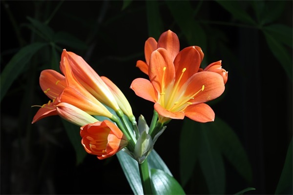 洛阳燕菜是从什么时候流传至今的？