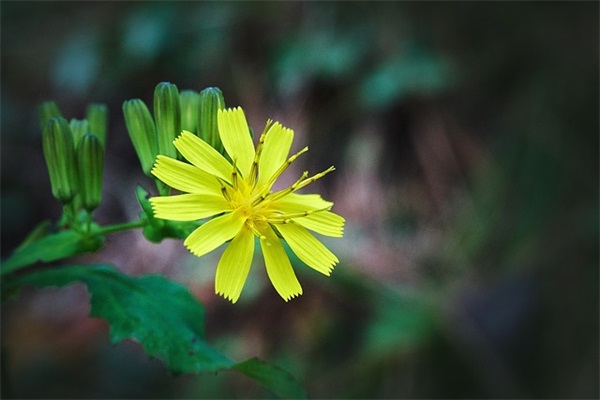 什么鸡产蛋率最高？