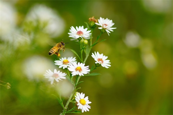 柳姓男宝宝儒雅的名字