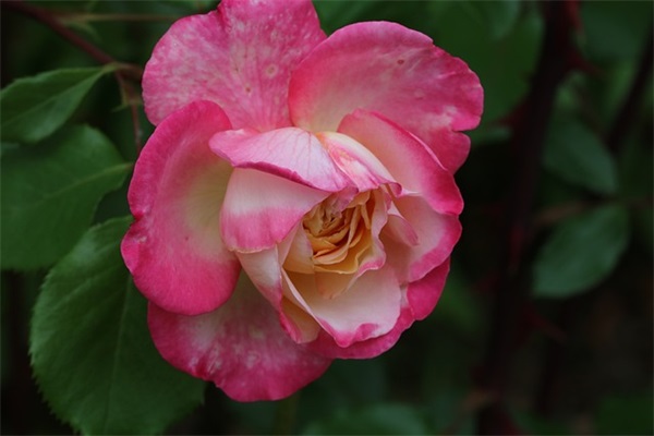 孙姓带飞字男孩名字大全