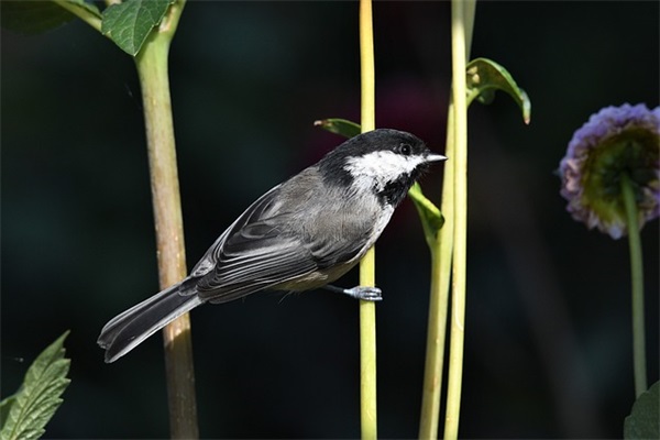 曹姓女宝宝好听的名字