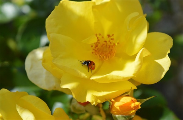 吴姓女孩简洁大气名字900个