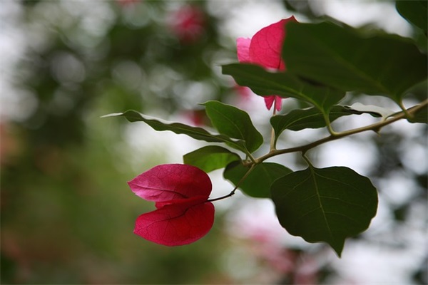 平安夜幽默祝福短信81句