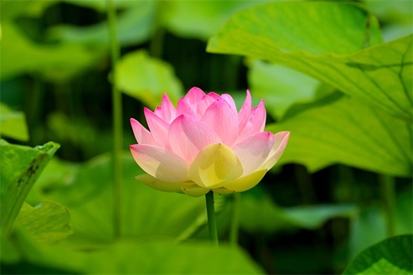 母亲节婆婆祝福短信81句