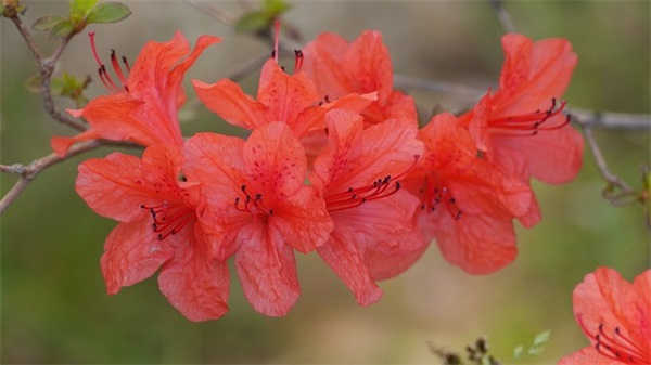 春节祝福简短短信2025年82句