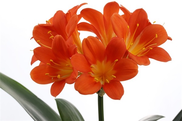 春节同学祝福短信83句