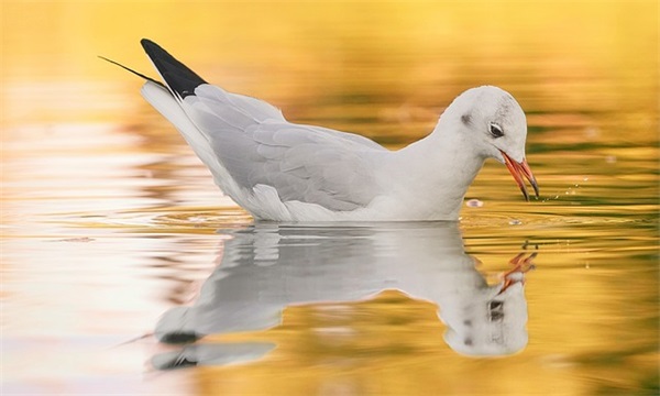 妹妹结婚祝福短信87句