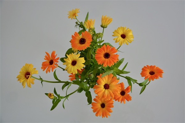 妇女节幽默祝福短信81句