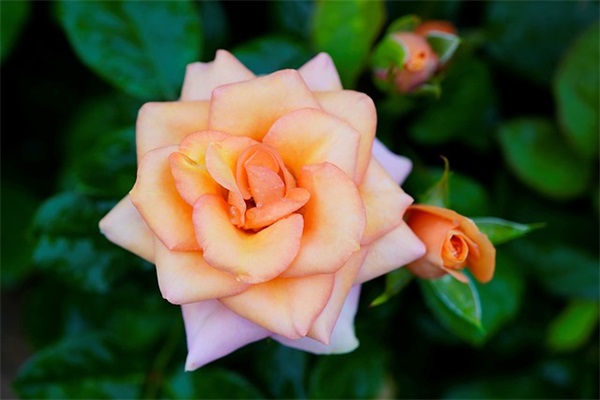 老婆生日祝福84句