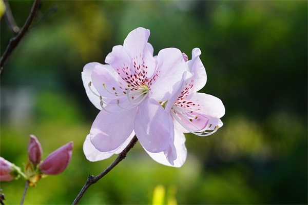 春节精典祝福短信80句