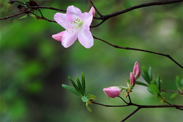 元宵节祝福长辈短信82句