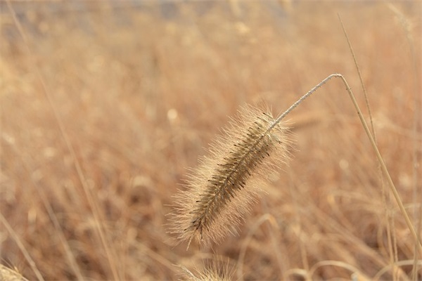 过年短信祝福81句