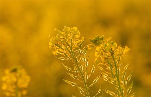端午节短信祝福老师84句