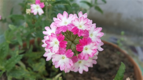 五一节祝福亲人短信83句