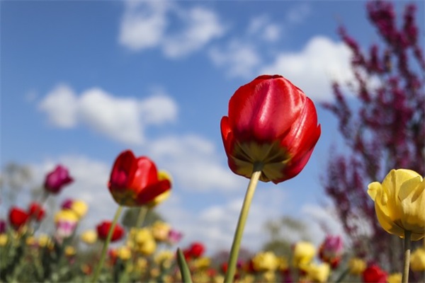 菲取个好听网名