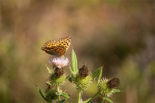 关于酷的好听网名