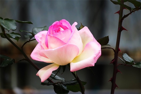 好听姐妹简短网名