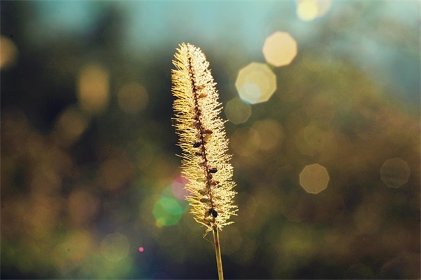 好听的英文网名带