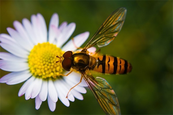 好听的网名带佳字