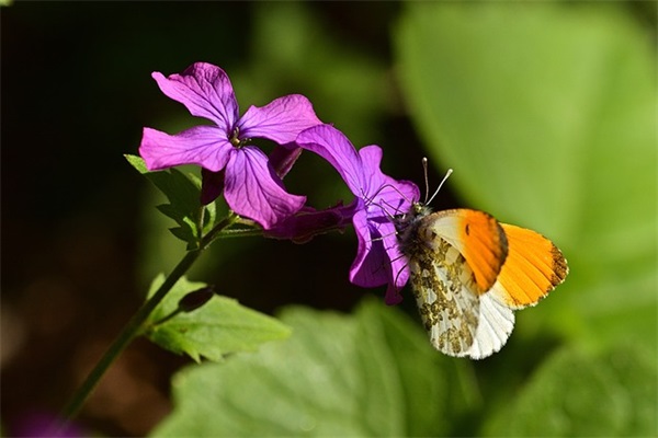 春天出生 好听网名