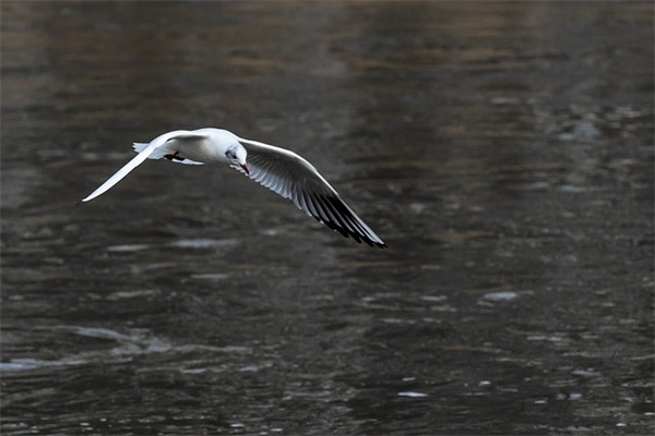 好听梦幻西游网名