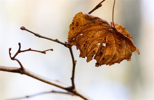 带五好听的网名