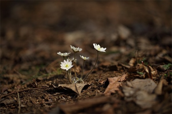 苏字的好听的网名