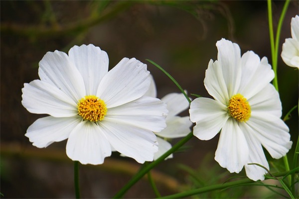 好听的网名俩个字