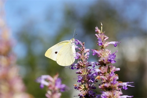聆听的好听的网名
