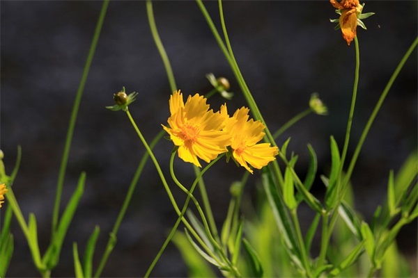 qq网名符号好听的