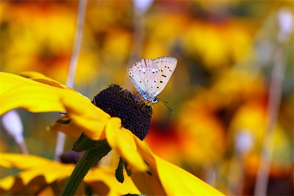 男士好听的网名两个字
